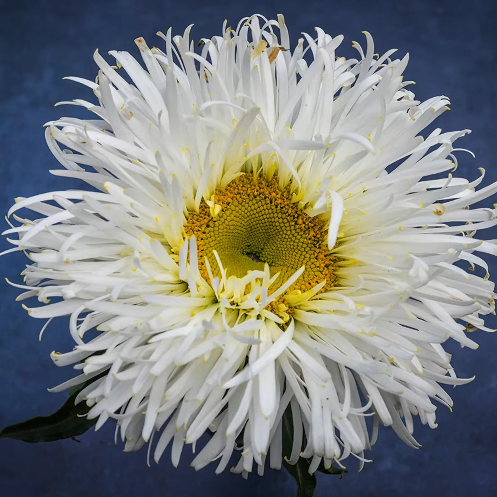 Crazy Daisy
