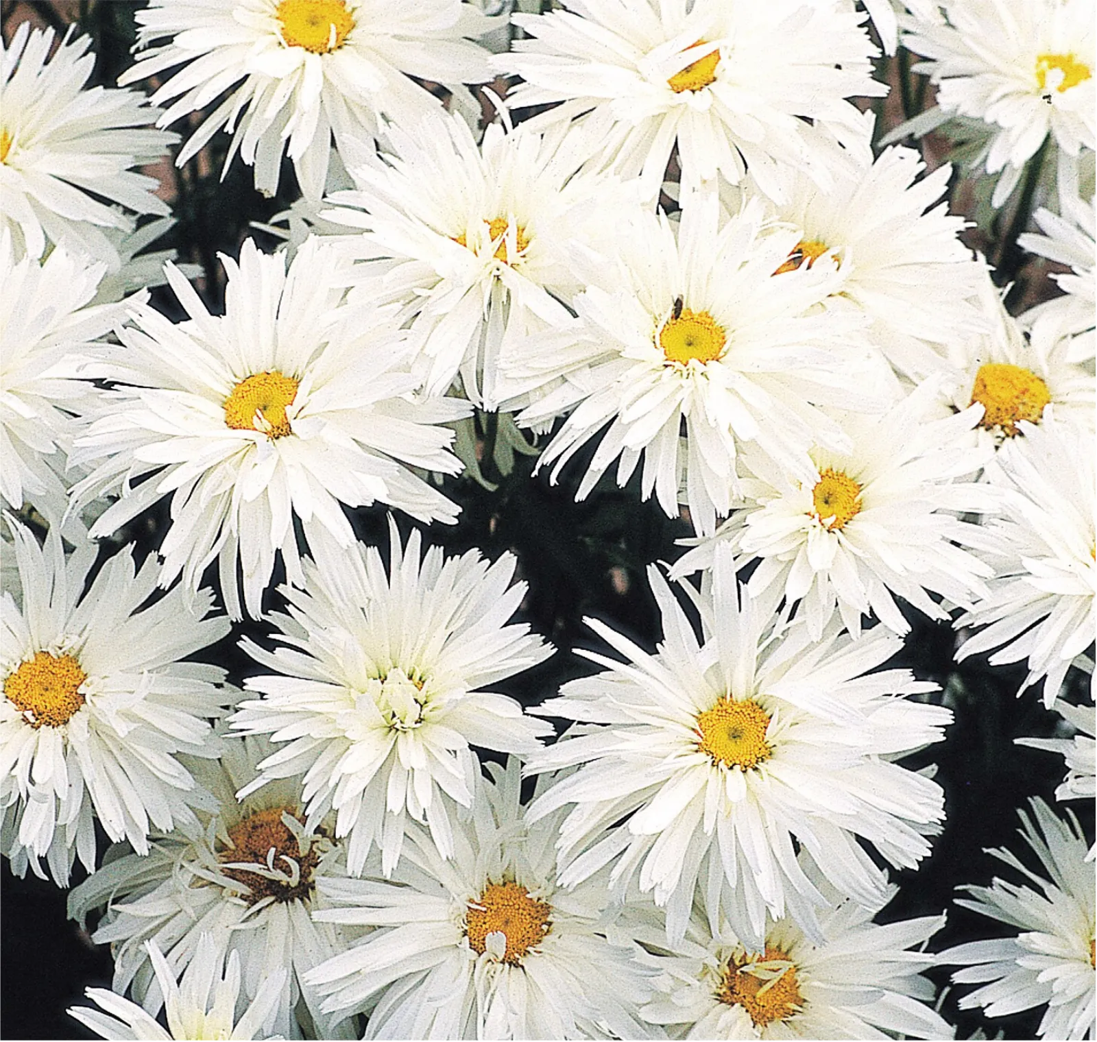 Crazy Shasta Daisy
