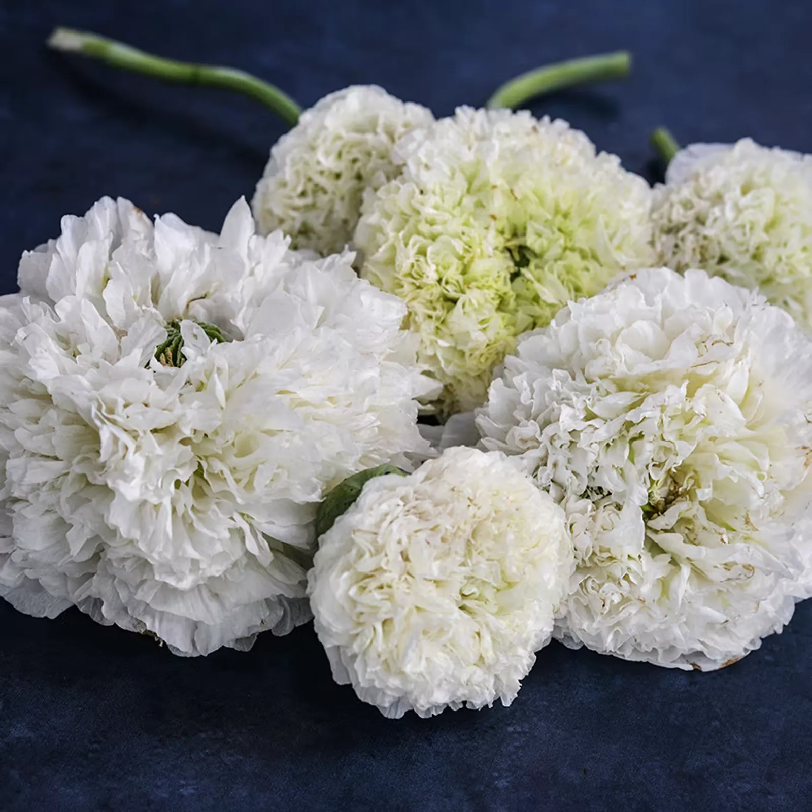 Cream Peony California Poppy