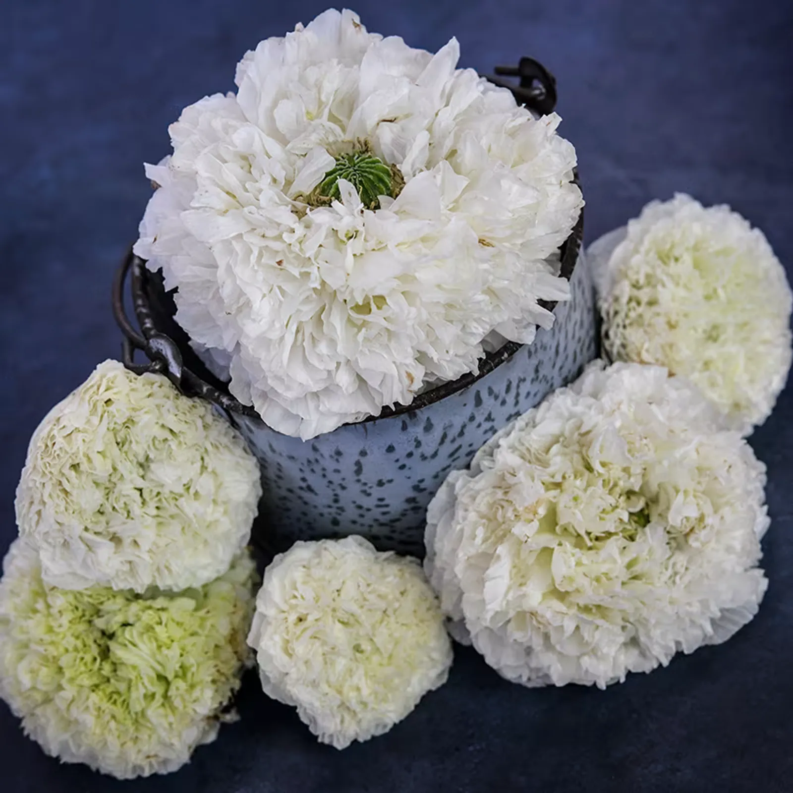 Cream Peony Poppies