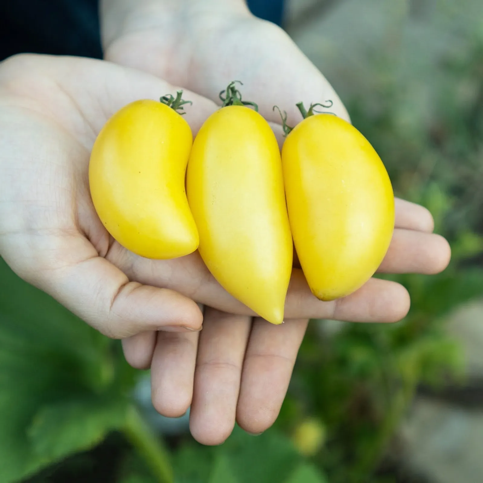 Cream Sausage Bush Tomatoes