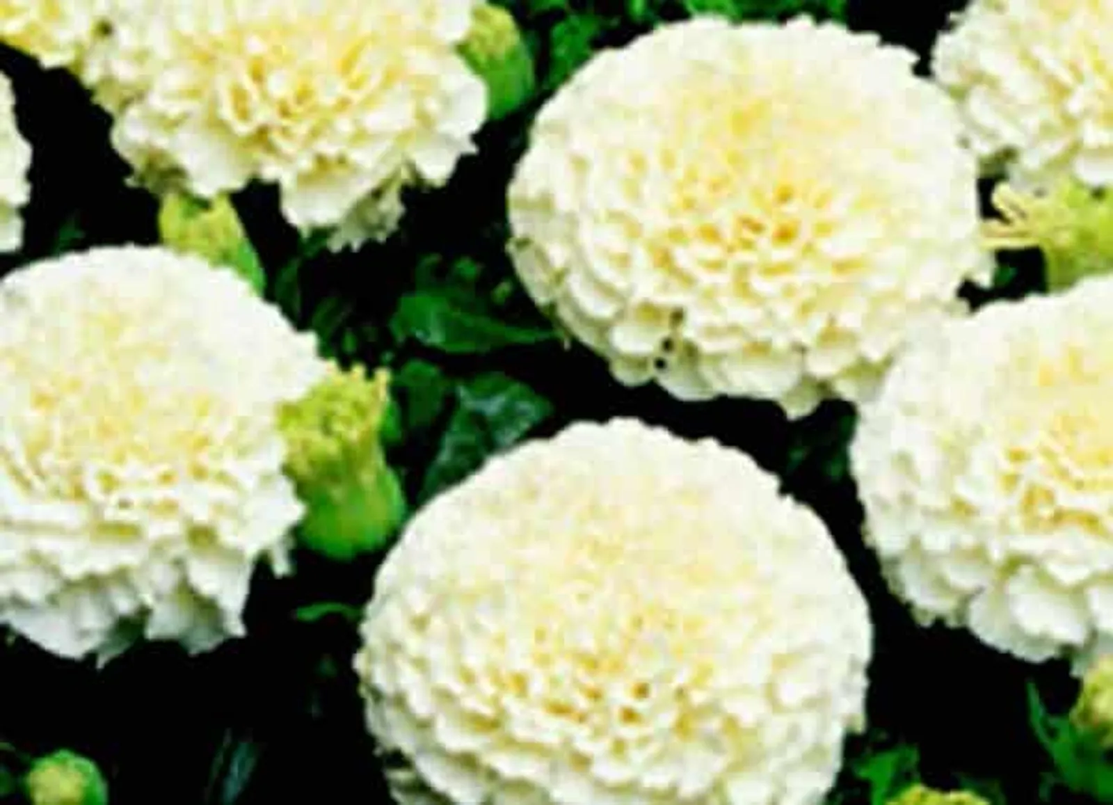 Creamy White Marigold