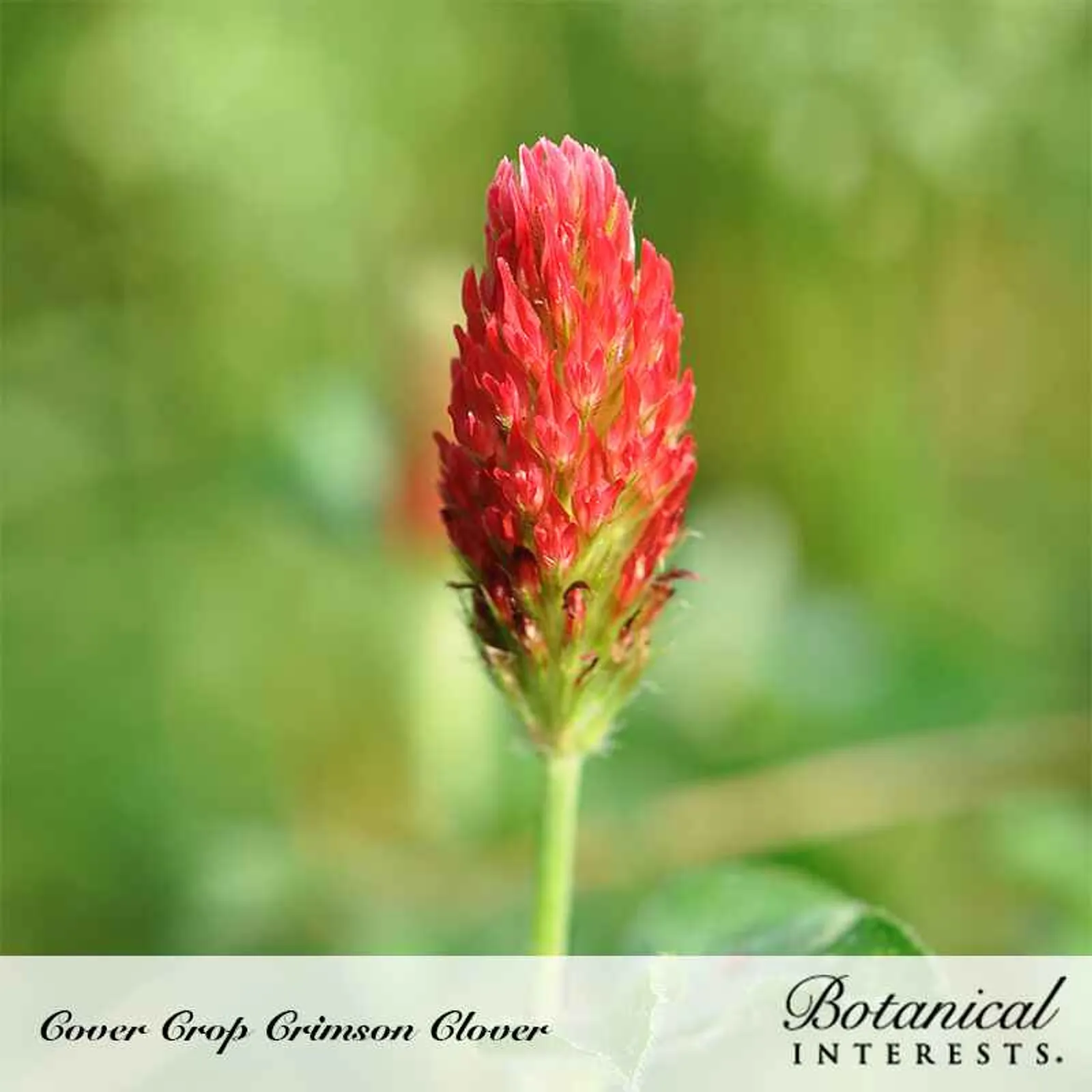 Crimson Clover Cover Crop Fenugreek