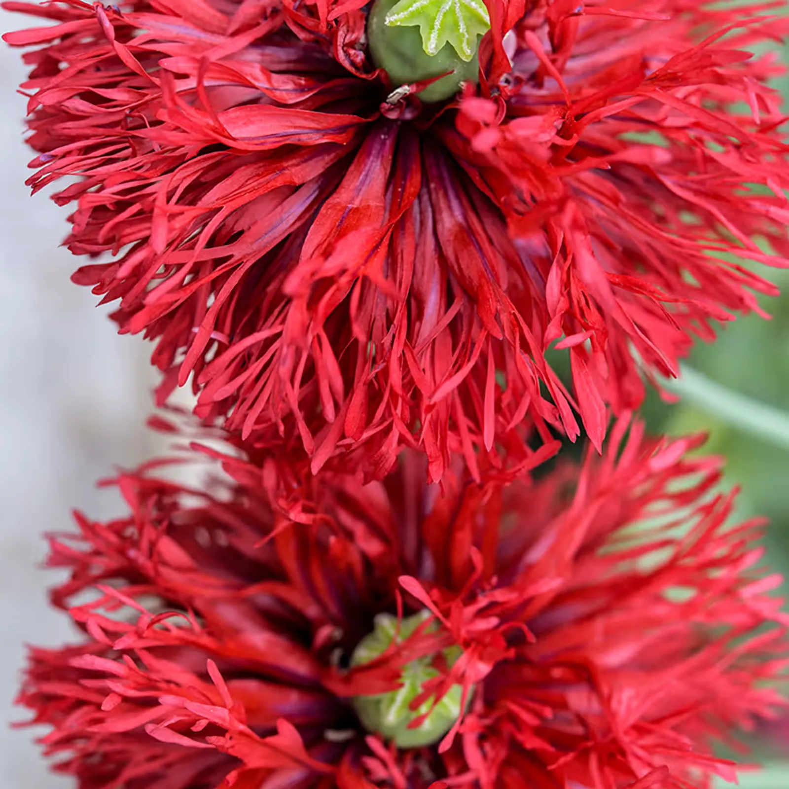 Crimson Feathers Poppies