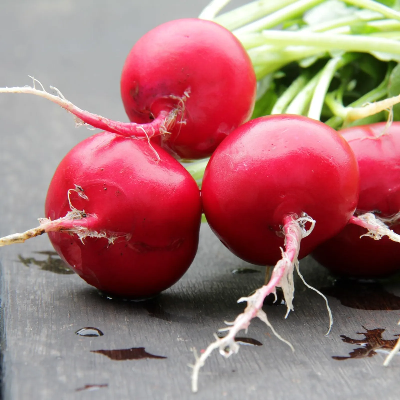 Crimson Giant Radishes