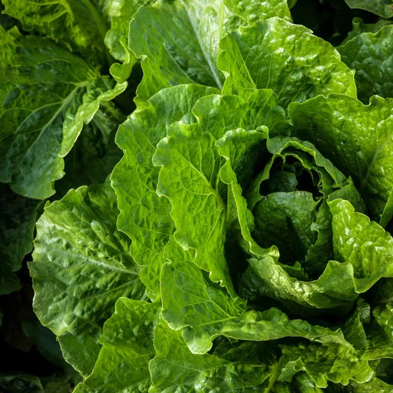 Crisp Mint Lettuce