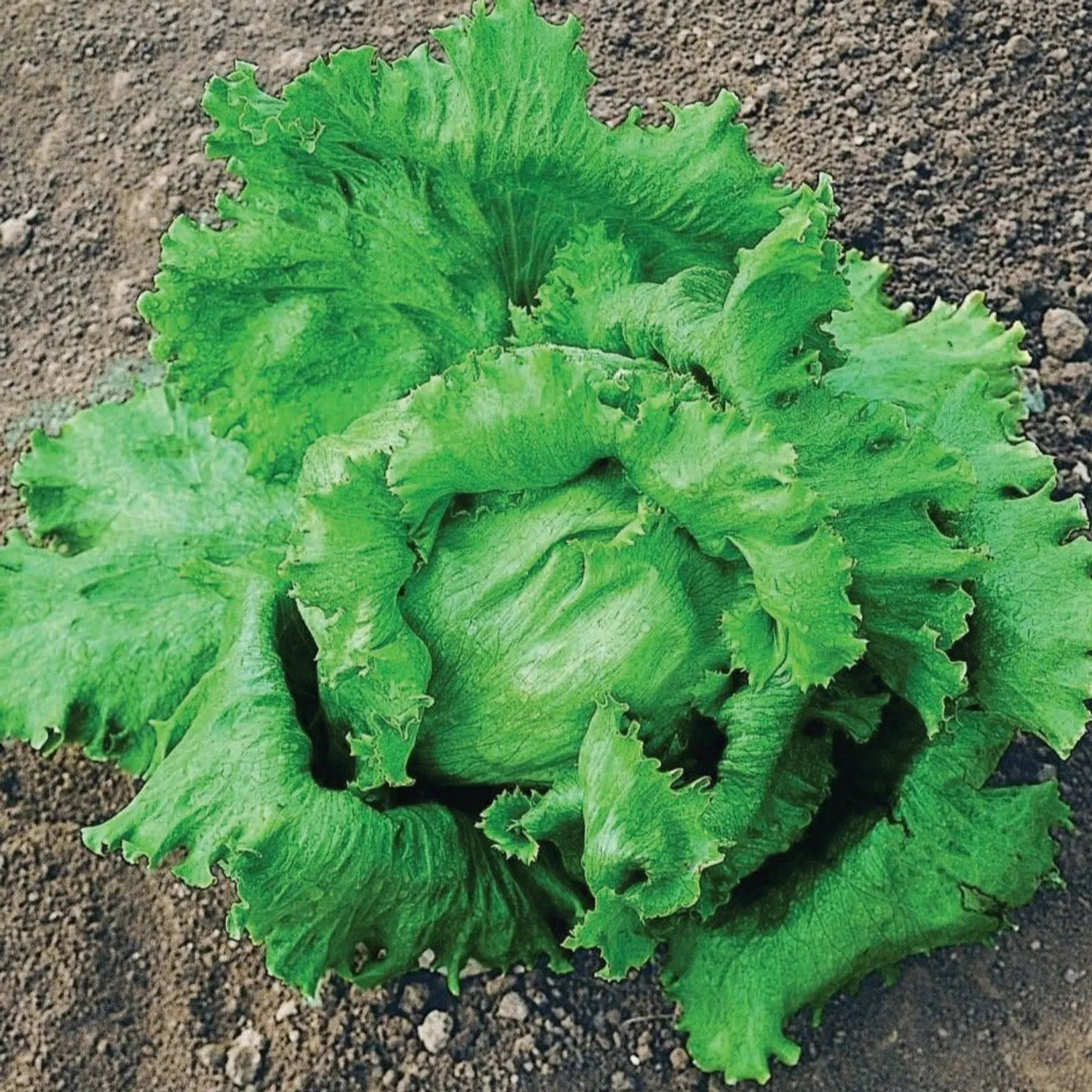 Great Lakes 118 Crisphead Lettuce