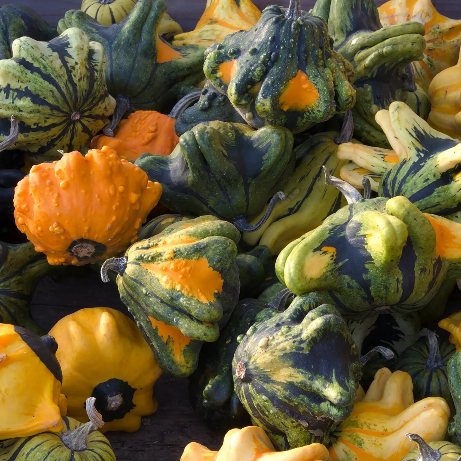Crown of Thorns Shenot Gourds
