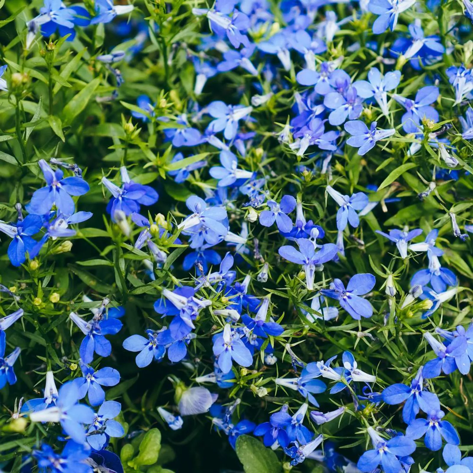 Crystal Palace Lobelia