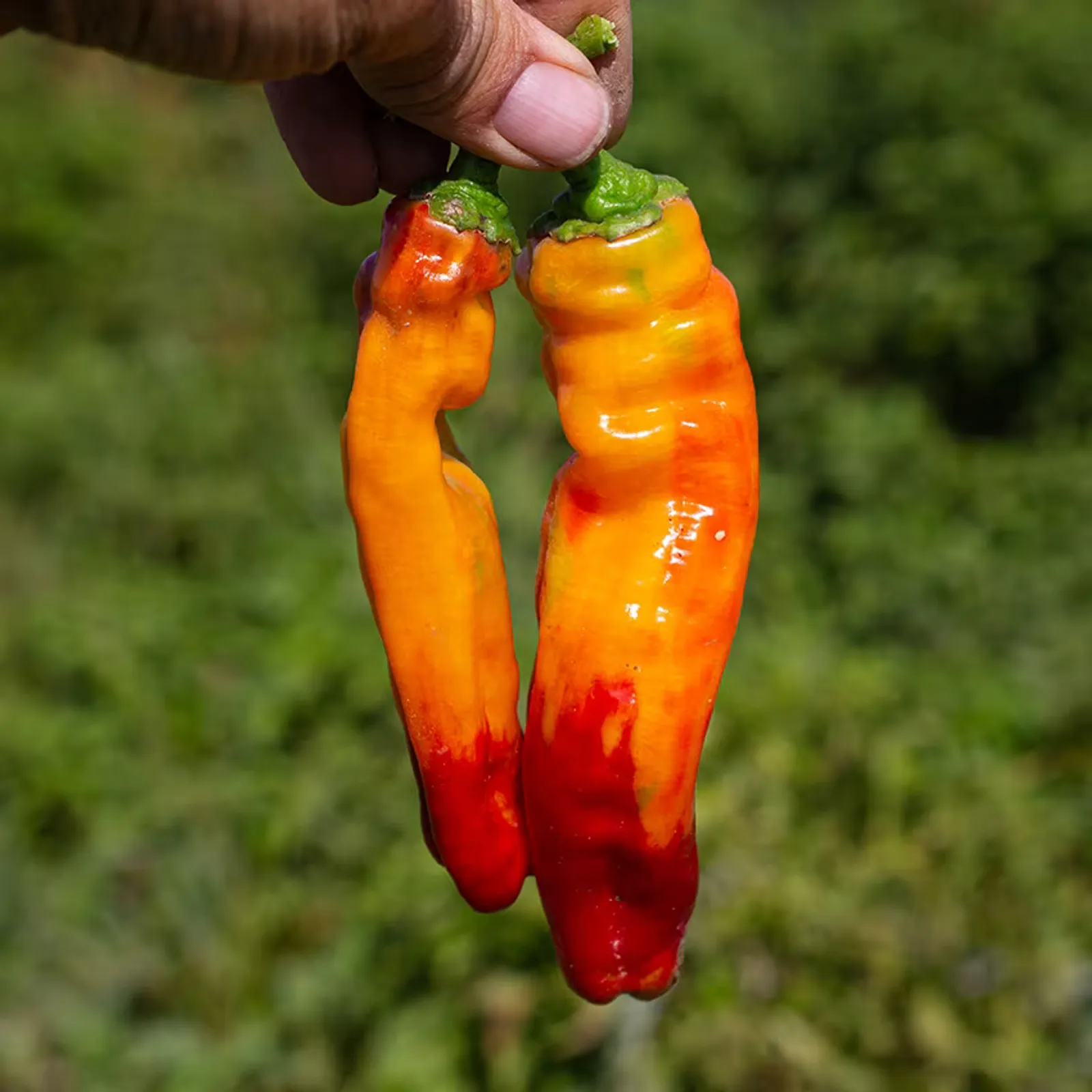Cubanelle Peppers