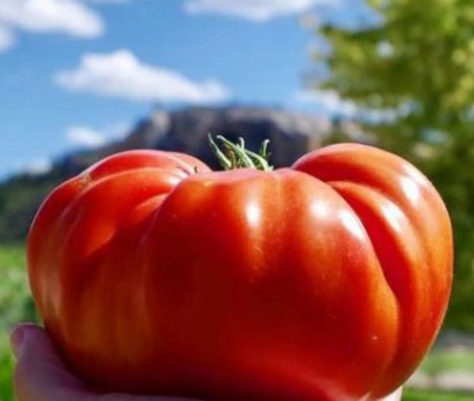 Cuostralee Tomatoes