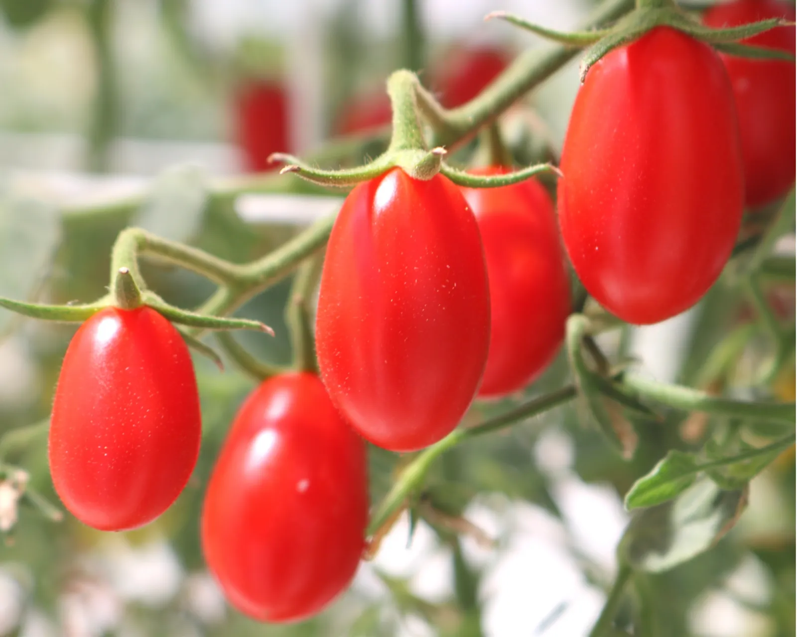 Cupid Tomatoes