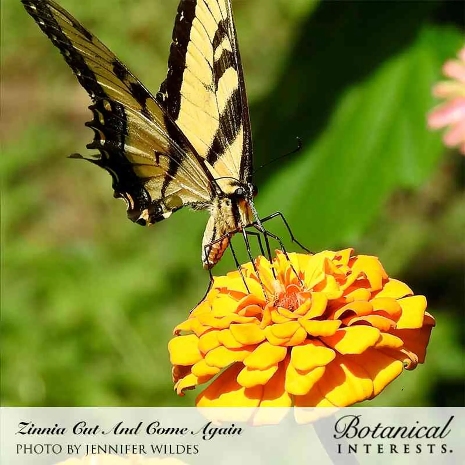 Cut and Come Again Zinnia
