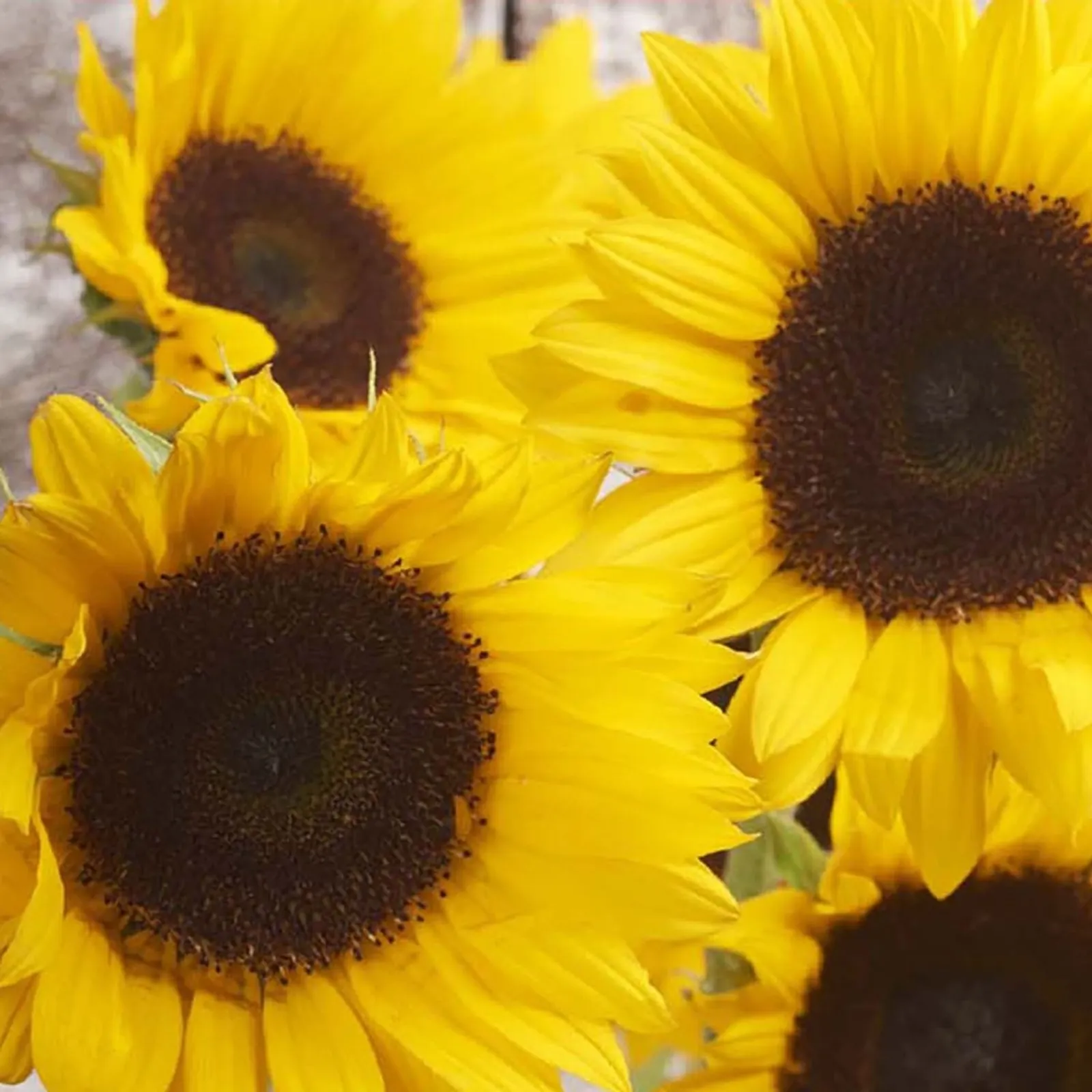 Cutting Gold Sunflower