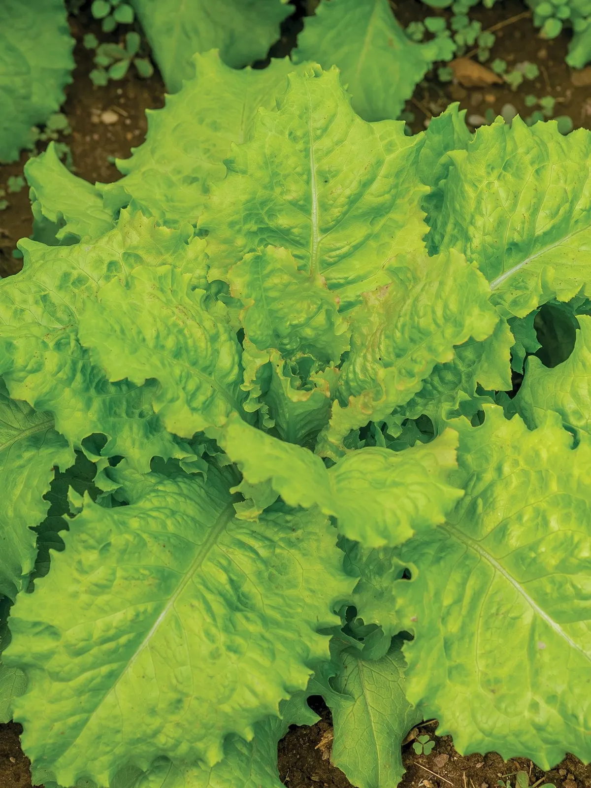Iceberg A Lettuce