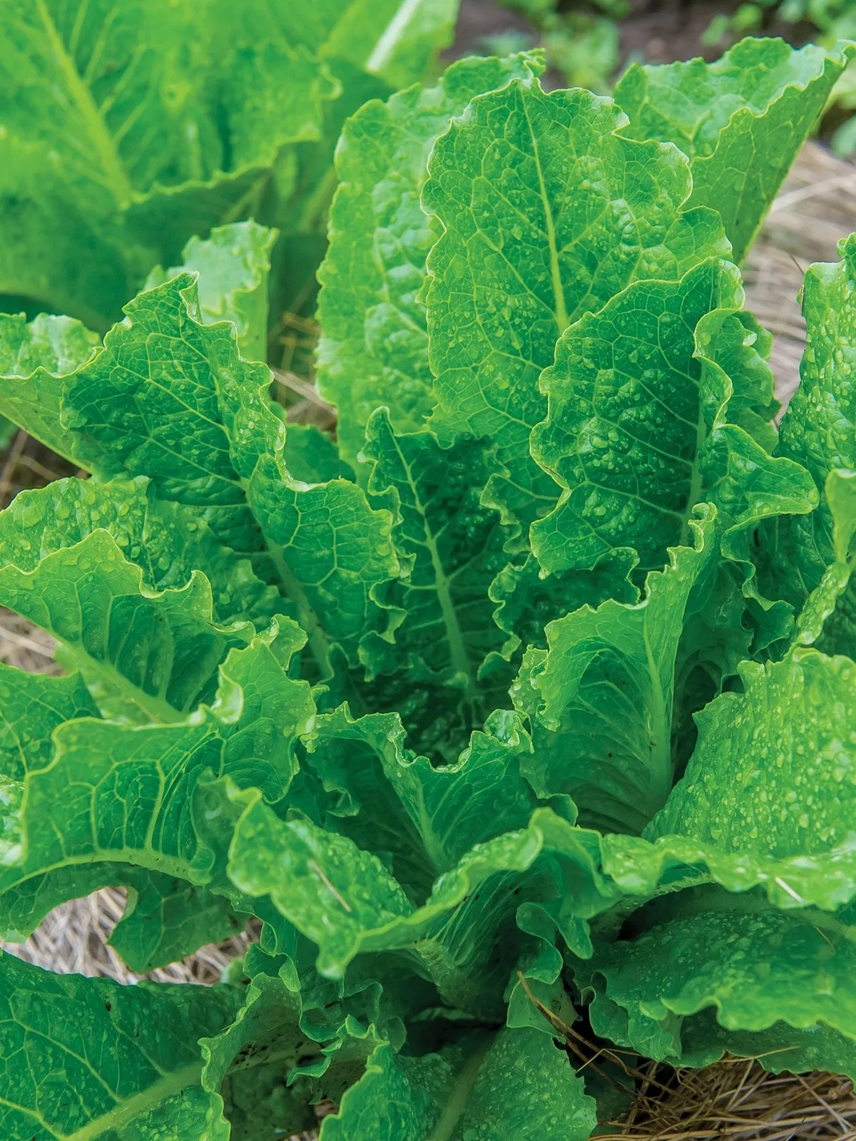 Fan Dance Lettuce