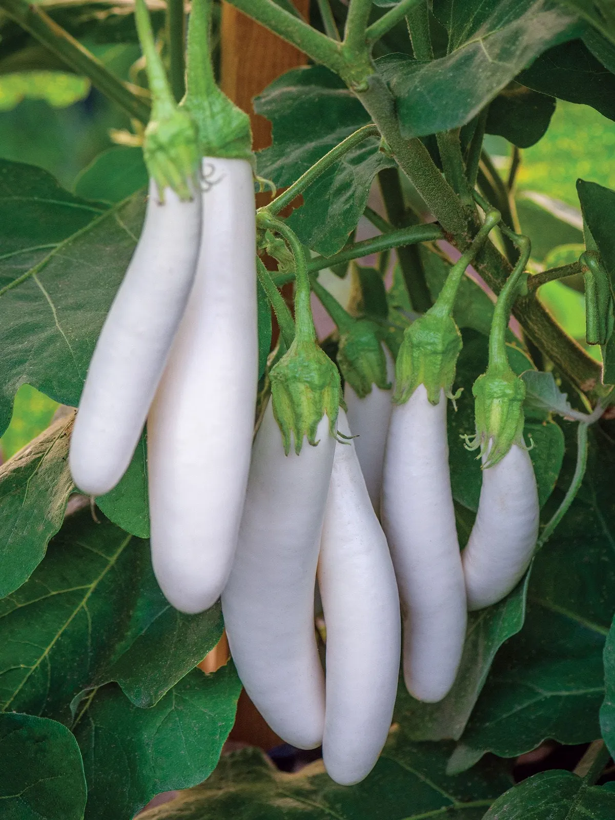 White Knight Hybrid Eggplant