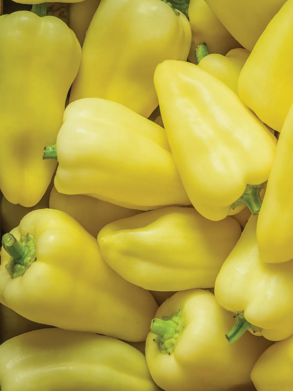 Sweet, Slovana Hybrid Peppers