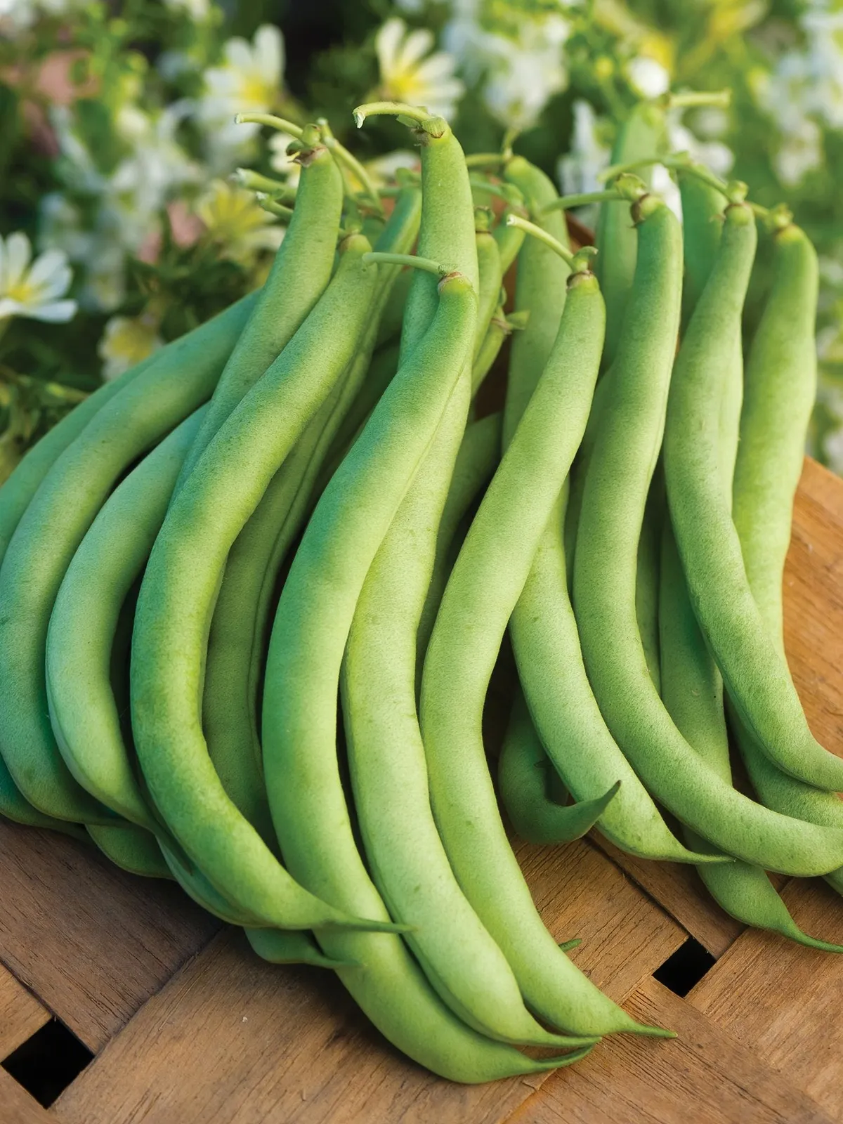 Bush, Burpees Stringless Green Pod Beans