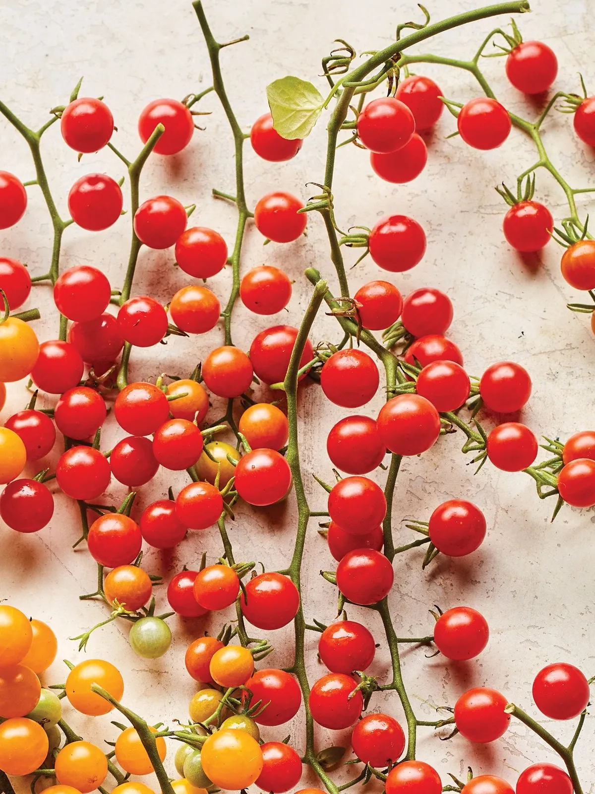 Red Currant Tomatoes
