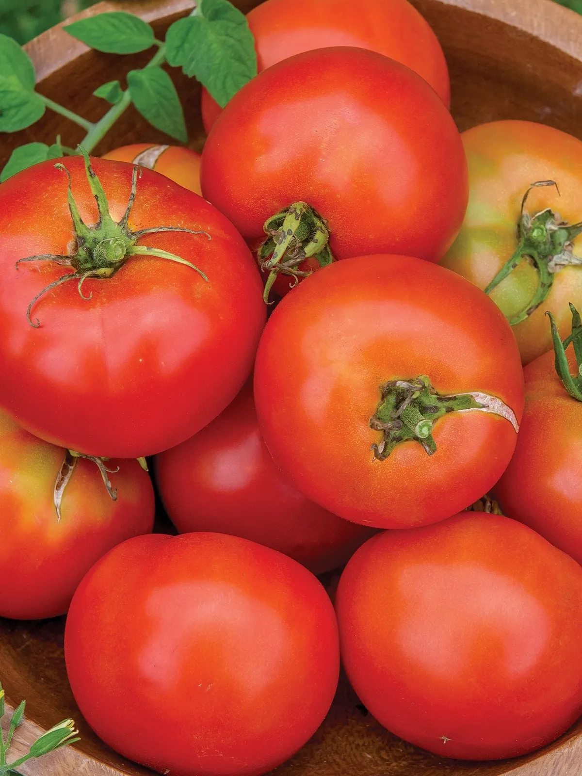 Summer Girl Hybrid Tomatoes