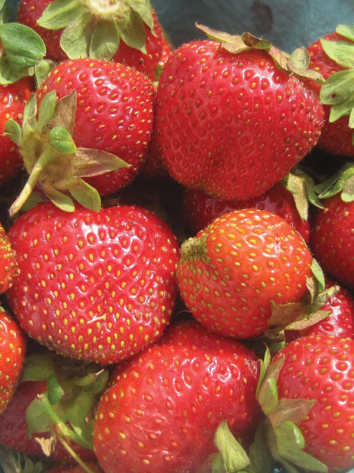Camarosa Strawberries