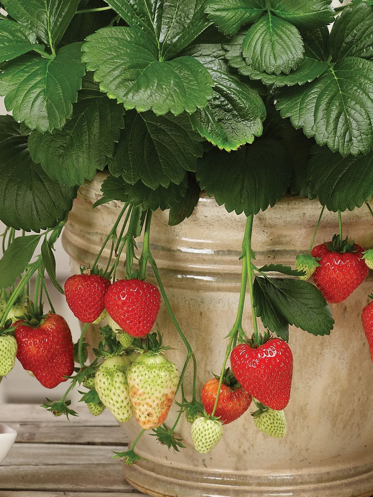 Montana Strawberries