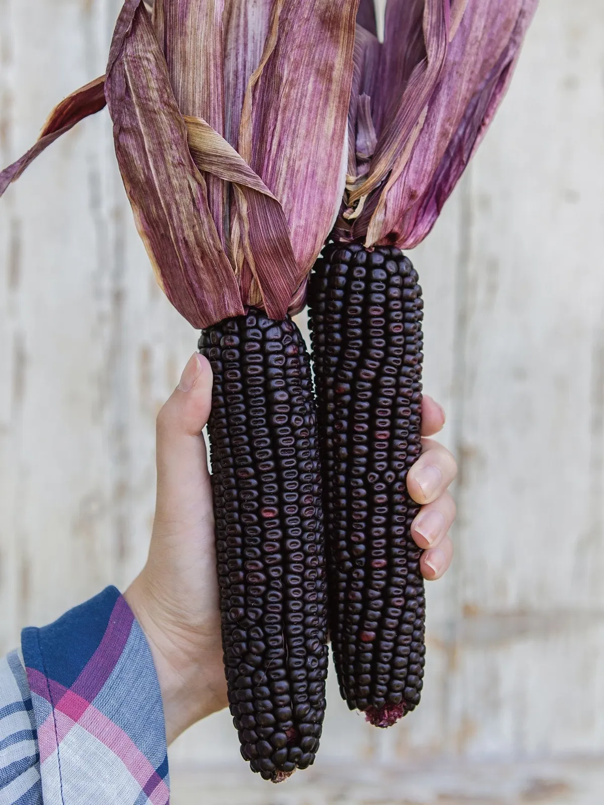 Full Season Suntava Purple Hybrid