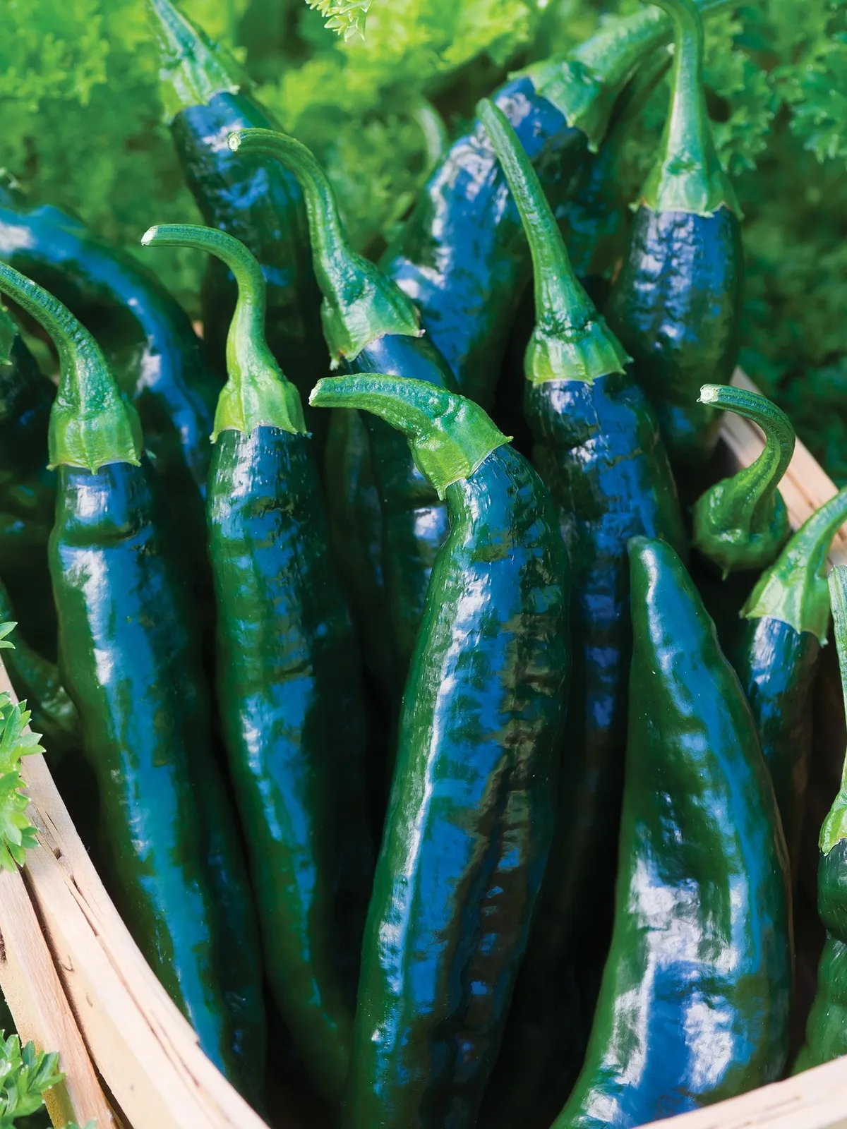 Hot, Pasilla Bajio Peppers