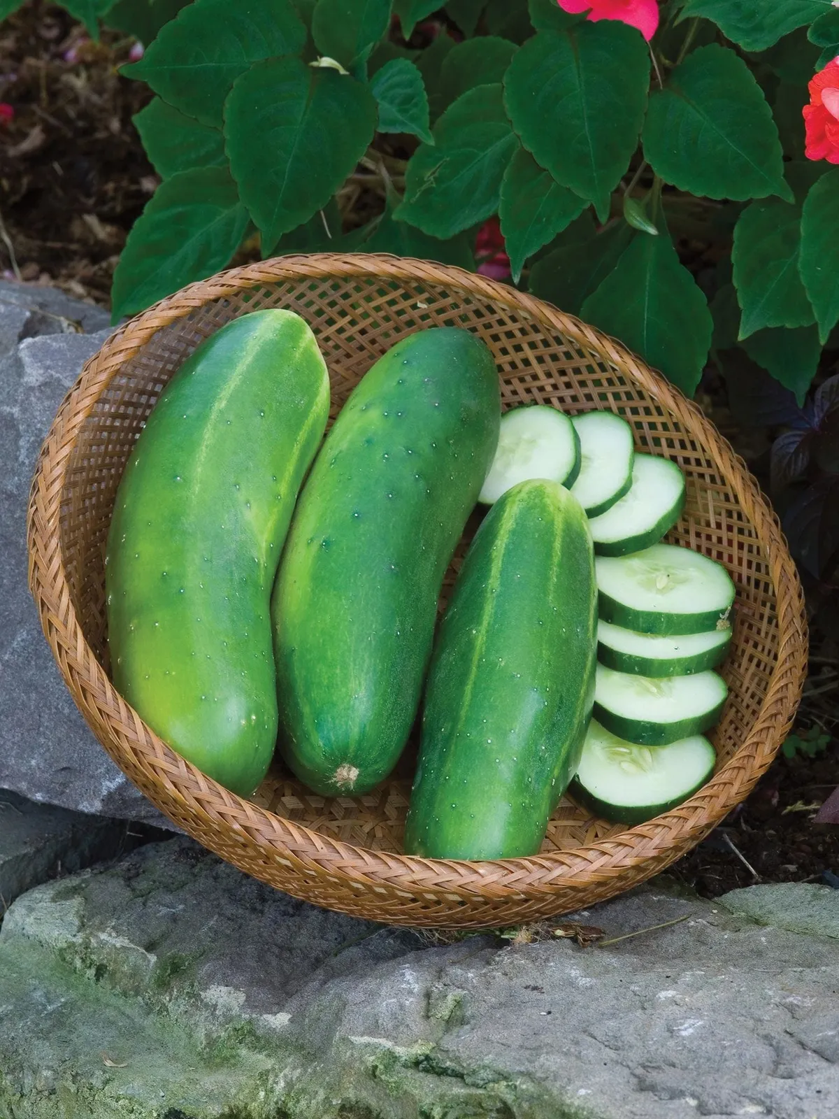 Burpee Hybrid II Cucumbers