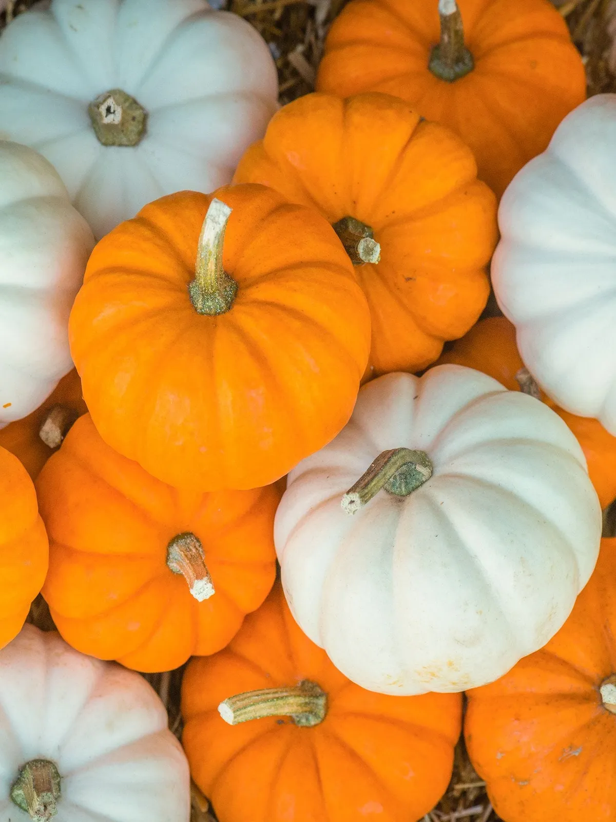Mini Harvest Hybrid Blend Pumpkin