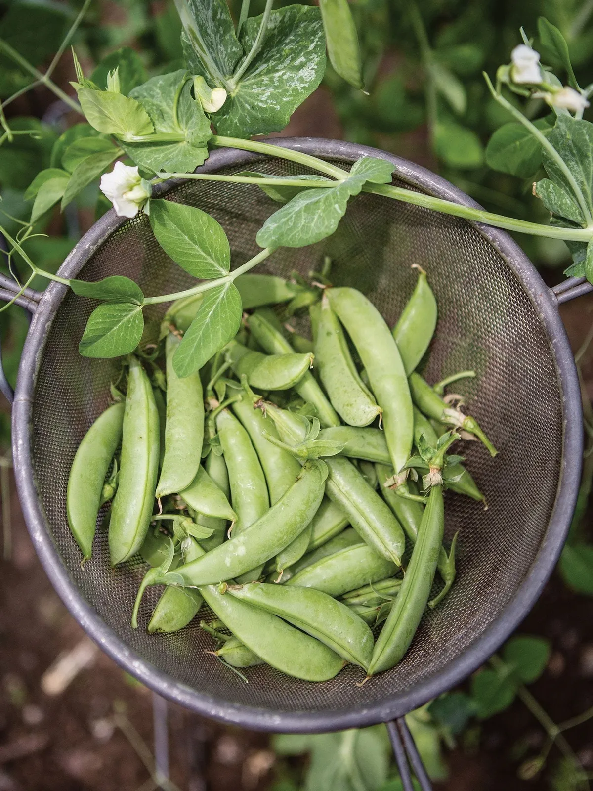 Super Sugar Snap Peas