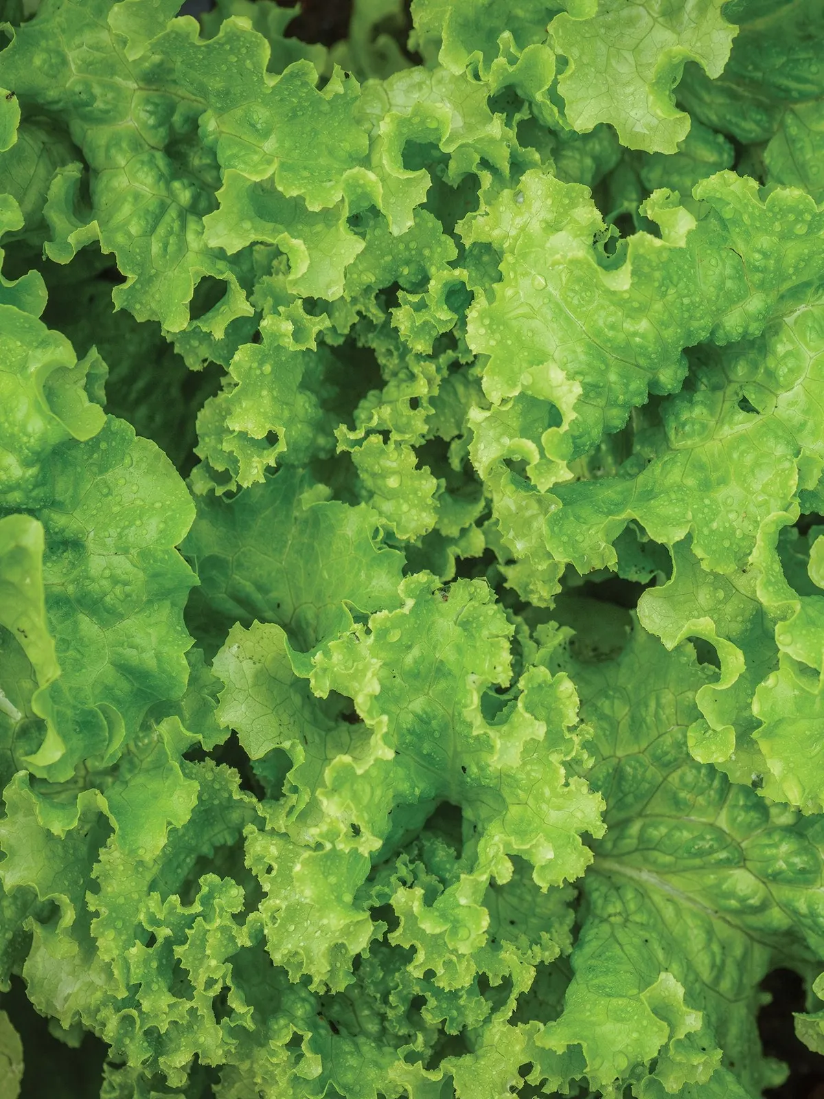 Green Ice Lettuce