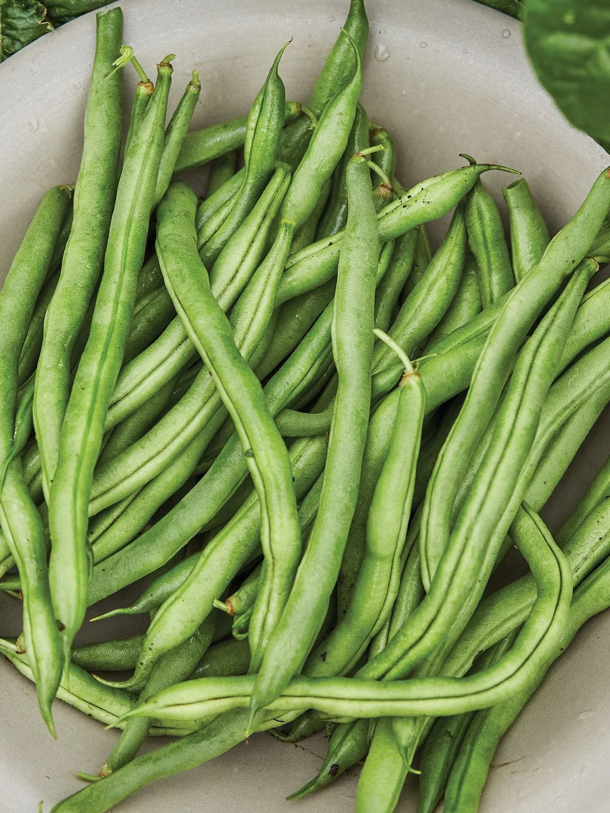 Bush, Big Kahuna Beans