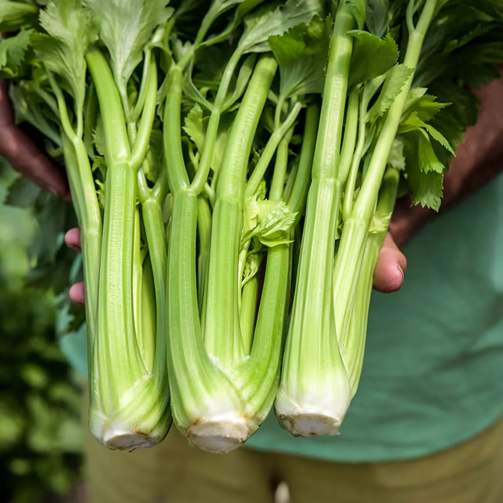 D'Elne Celery