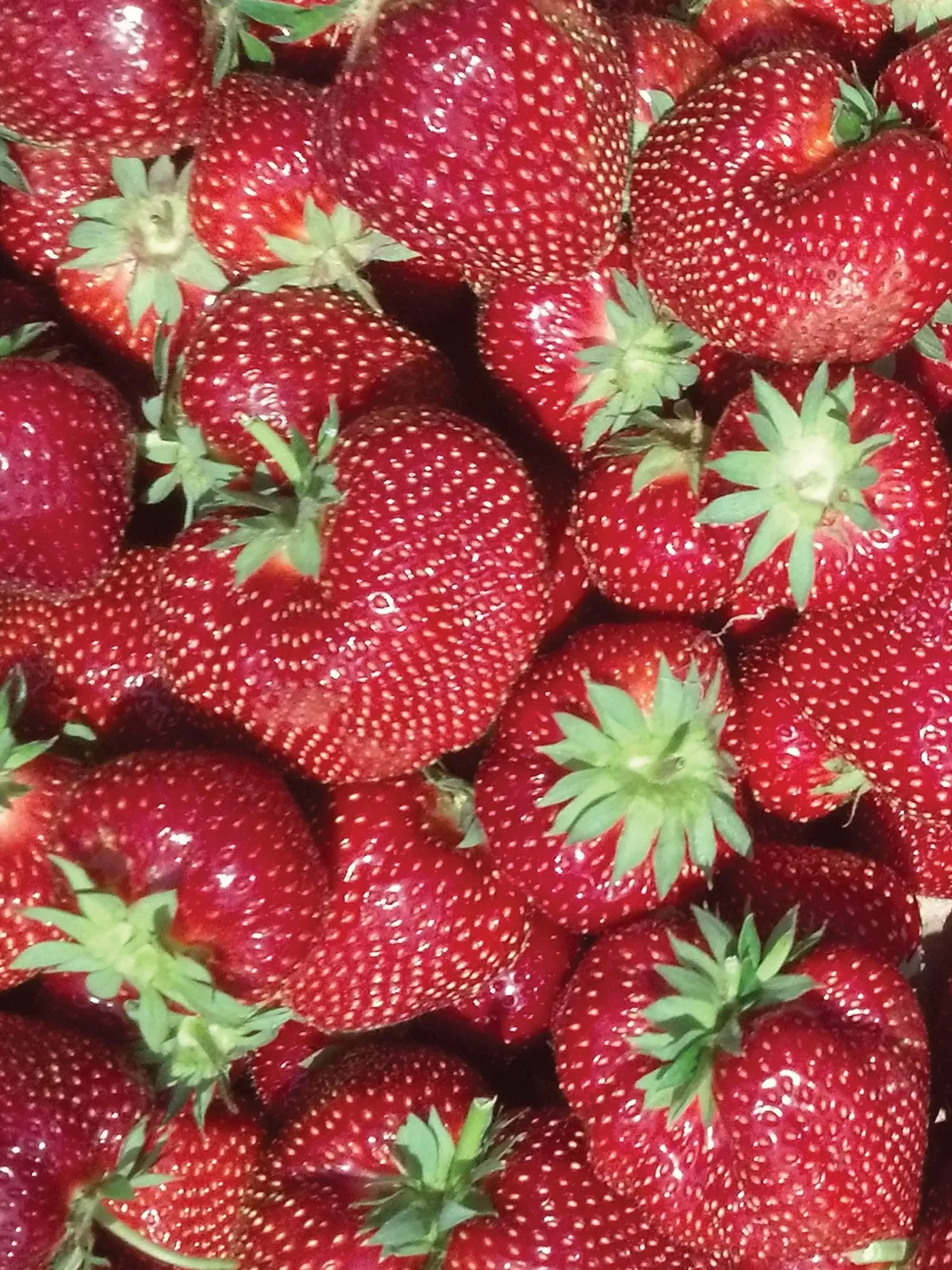 Flavorfest Strawberries