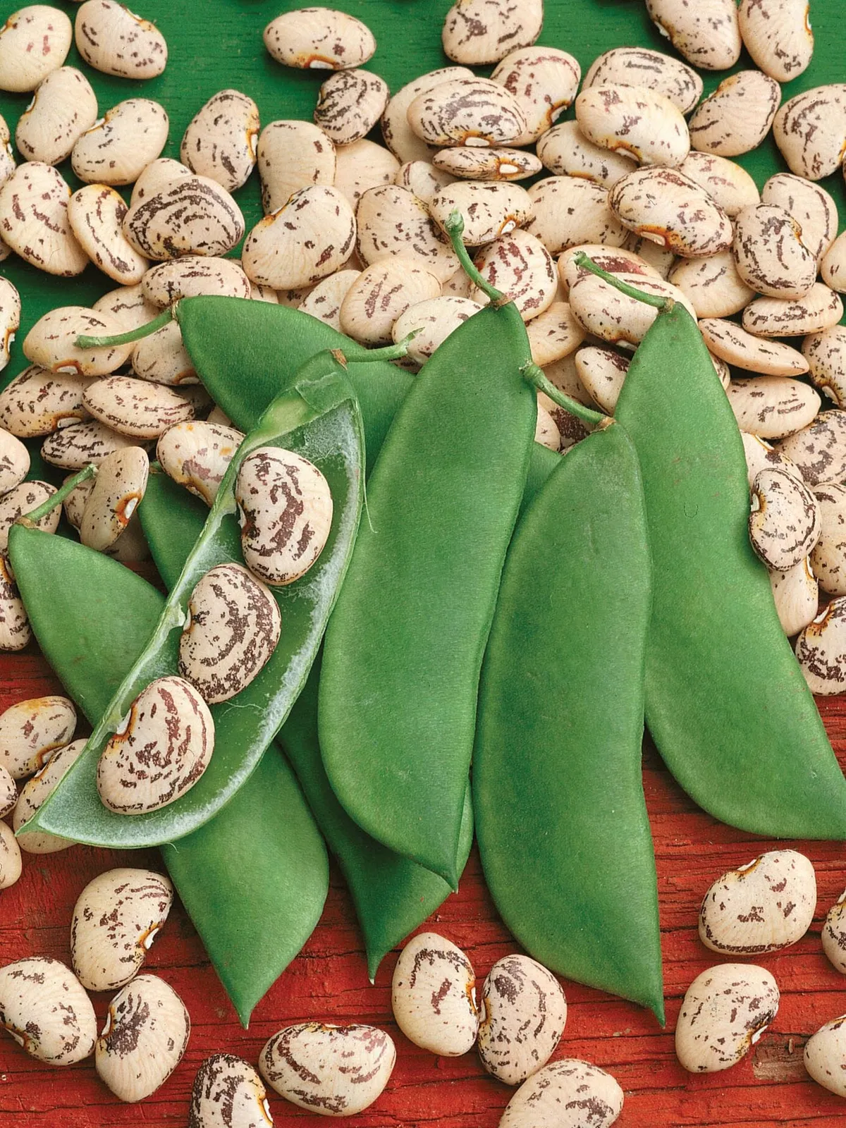 Bush, Lima Jackson Wonder Beans