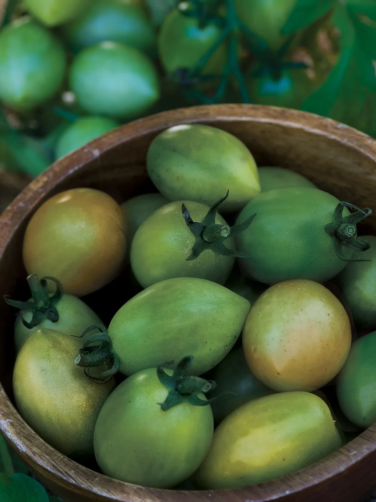 Green Envy Tomatoes