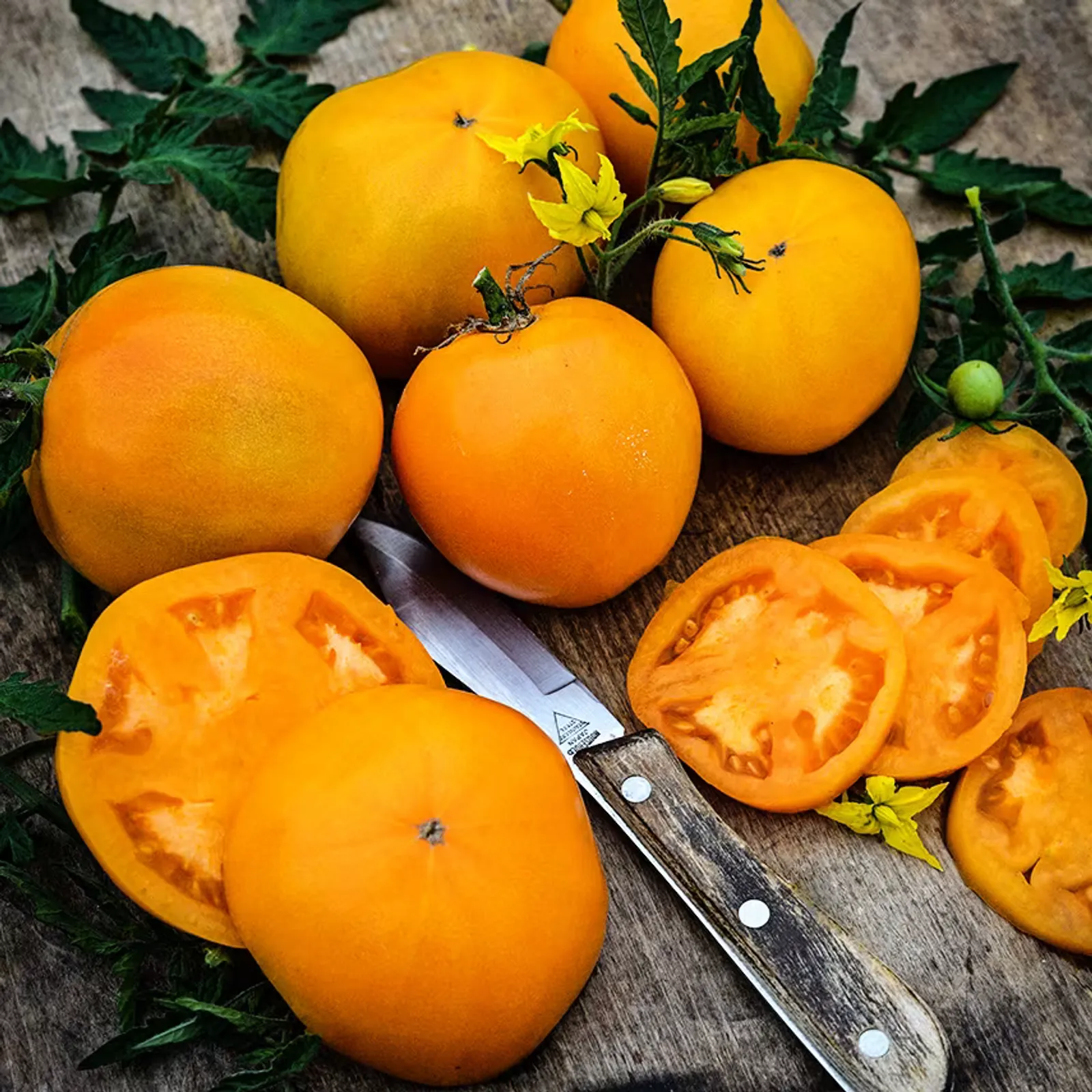 Dad's Sunset Tomatoes