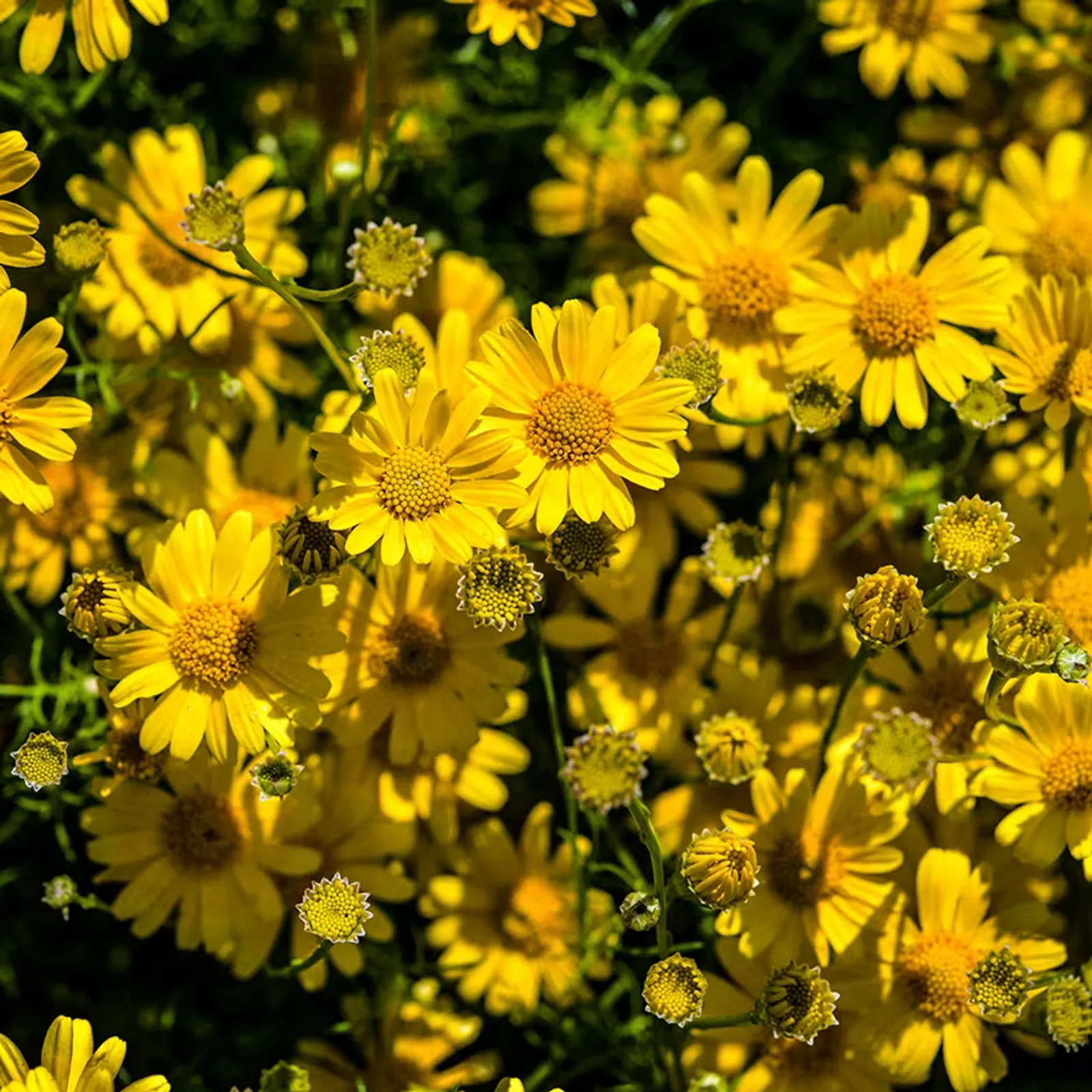 Dahlberg Daisy