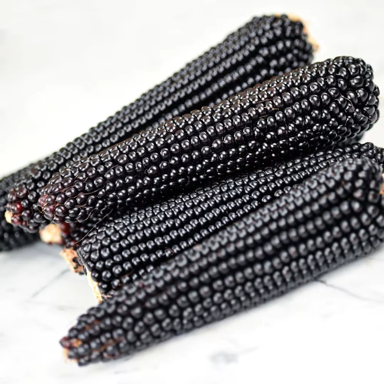 Dakota Black Popcorn Corn