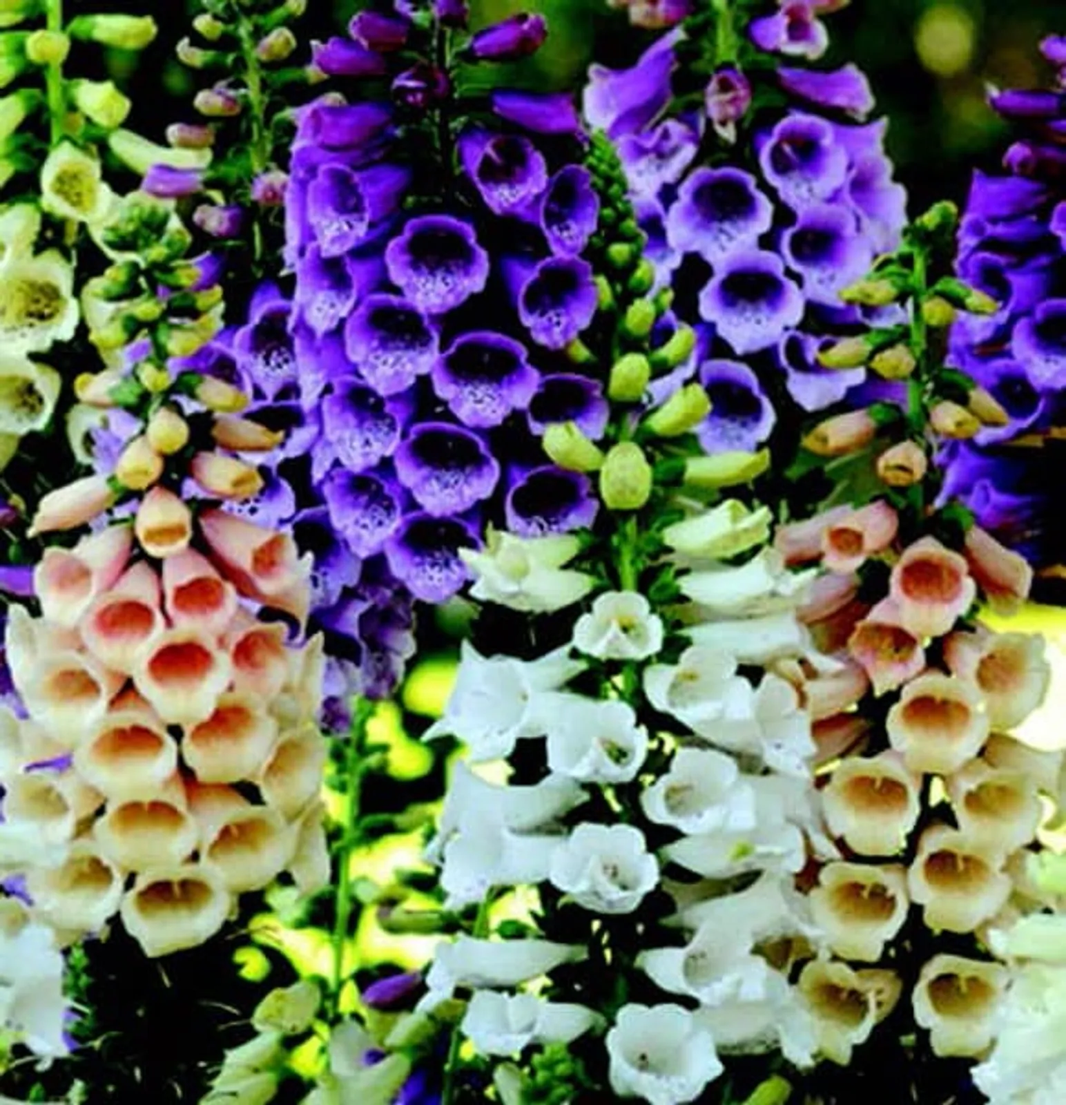 Dalmation Hybrid Mix Foxglove