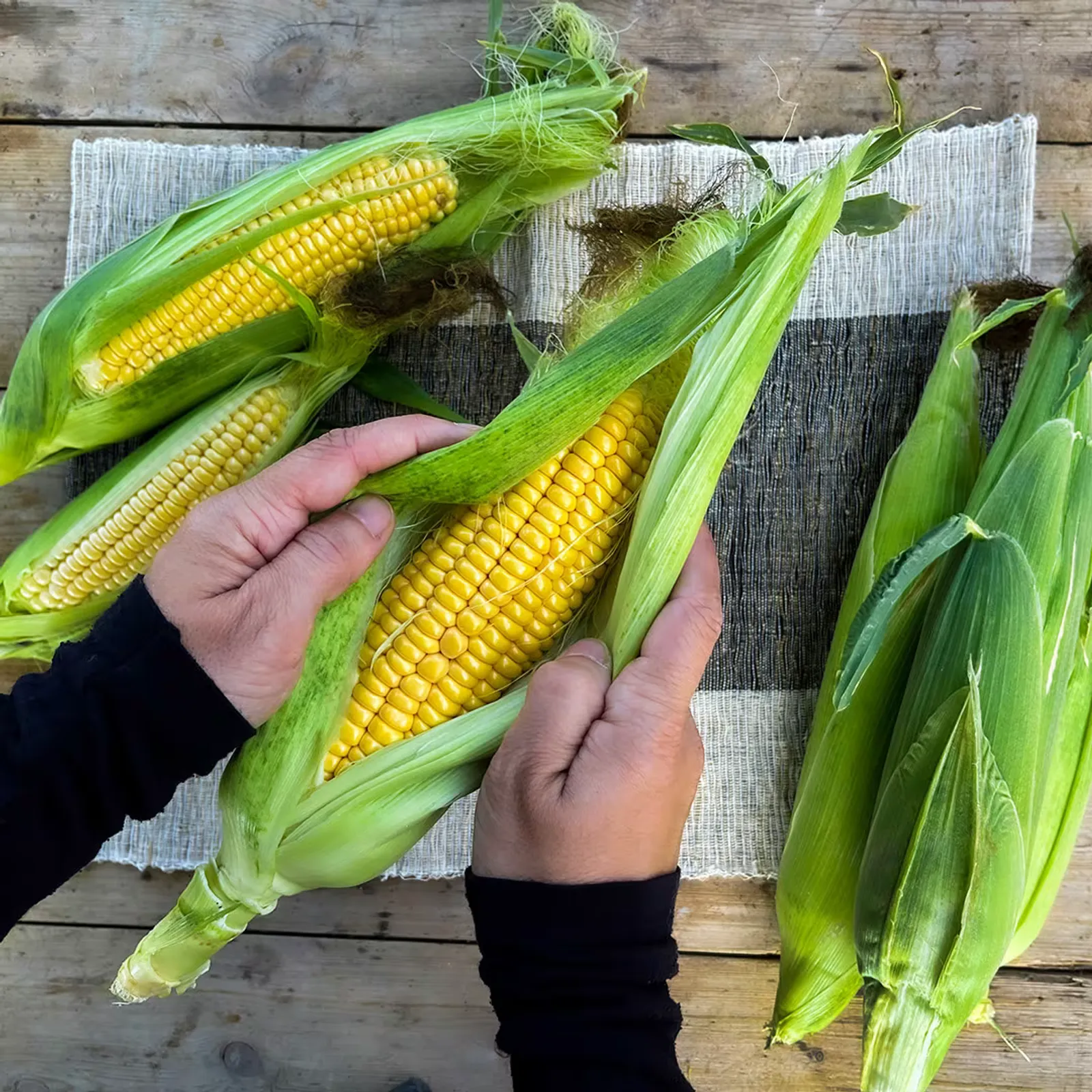 Damaun KS Super Corn