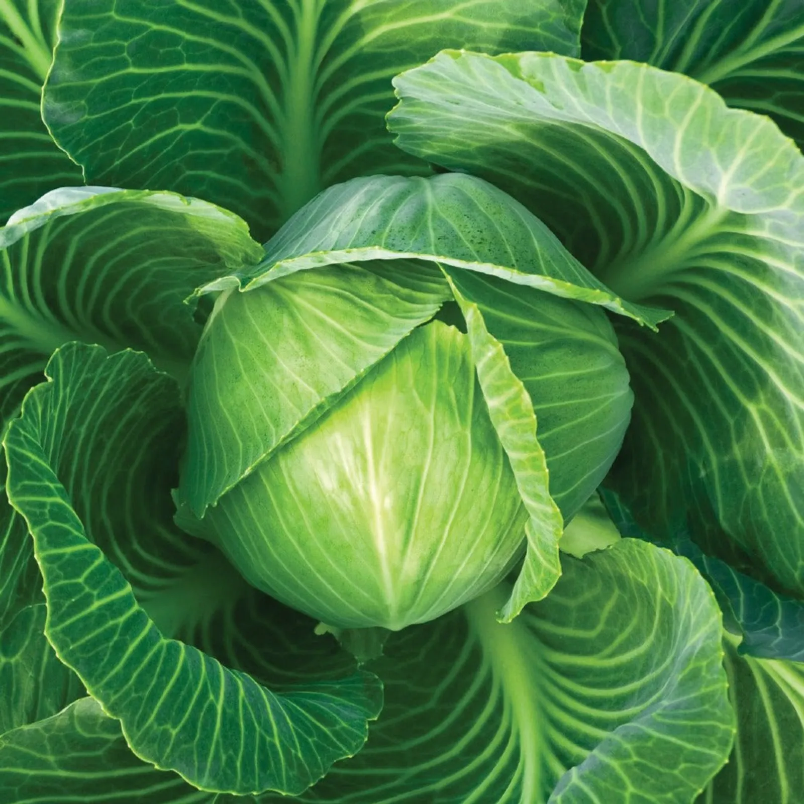 Danish Ballhead Cabbage