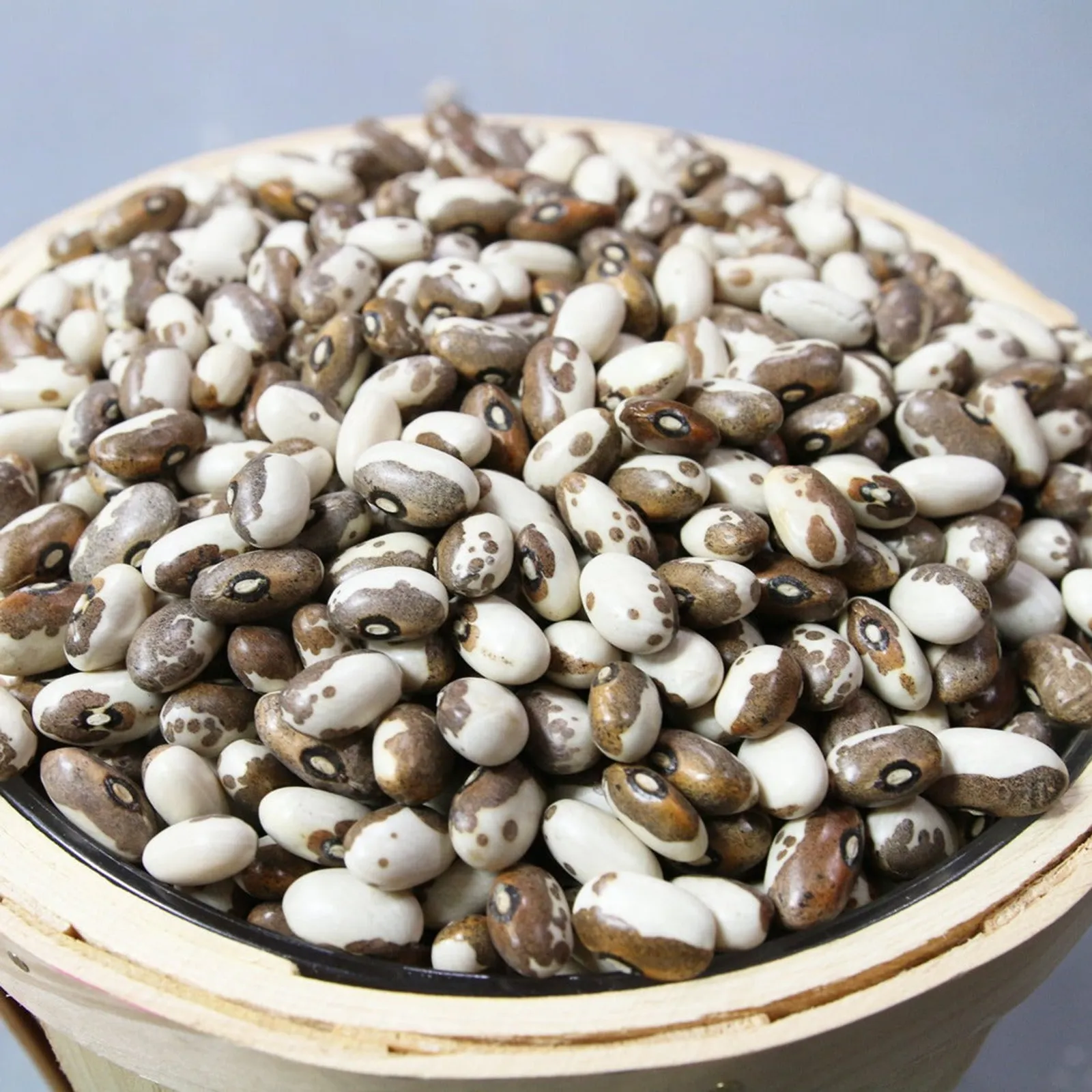 Dapple Gray Beans