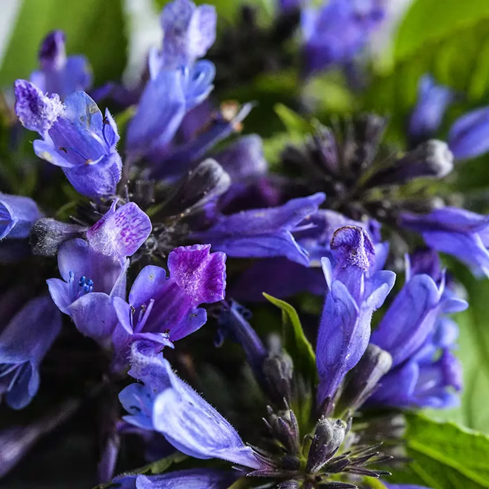 Dark Blue Panther Catnip