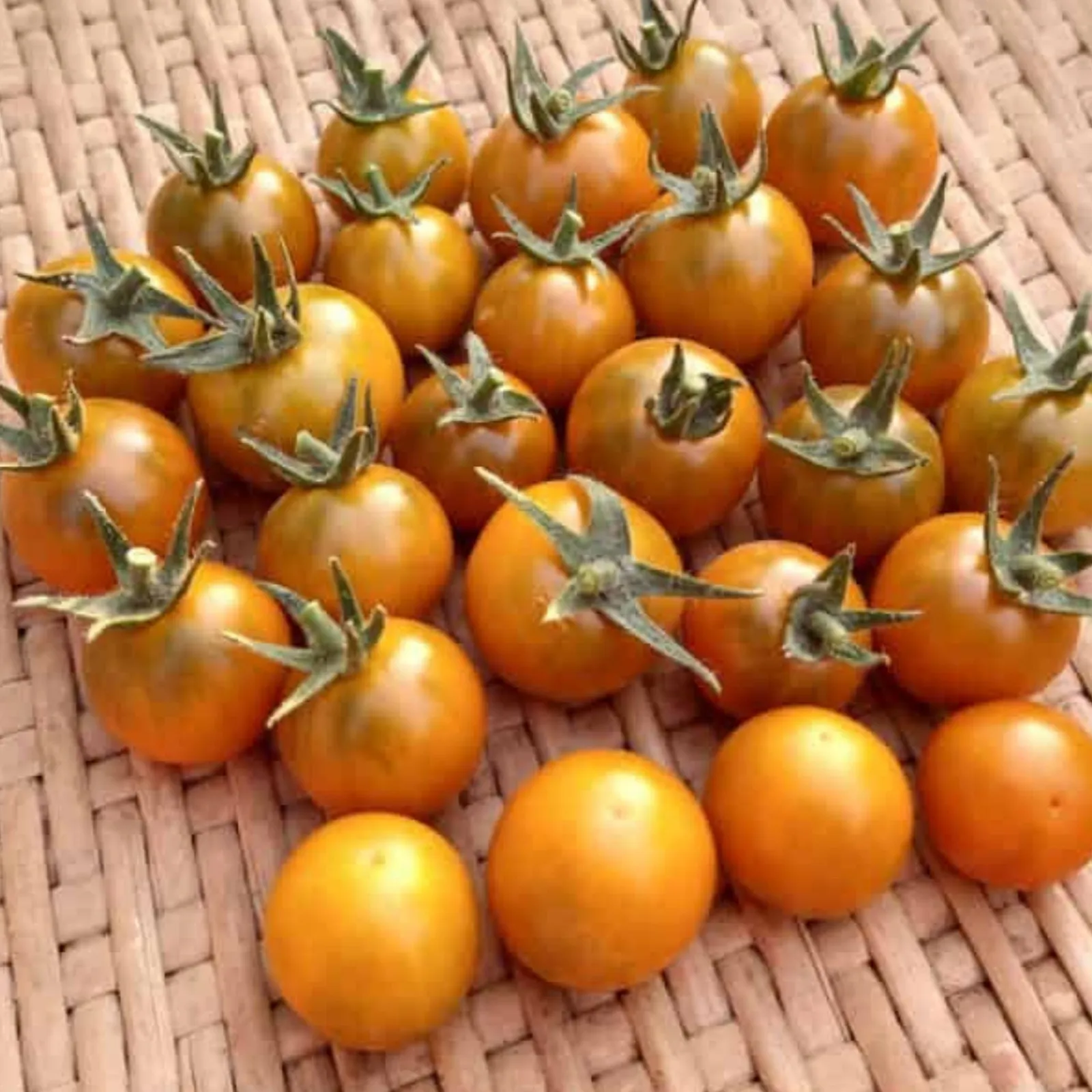 Dark Orange Muscat Tomatoes