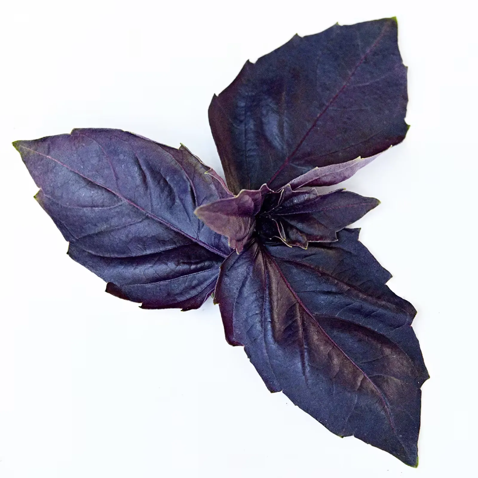 Dark Purple Opal Basil