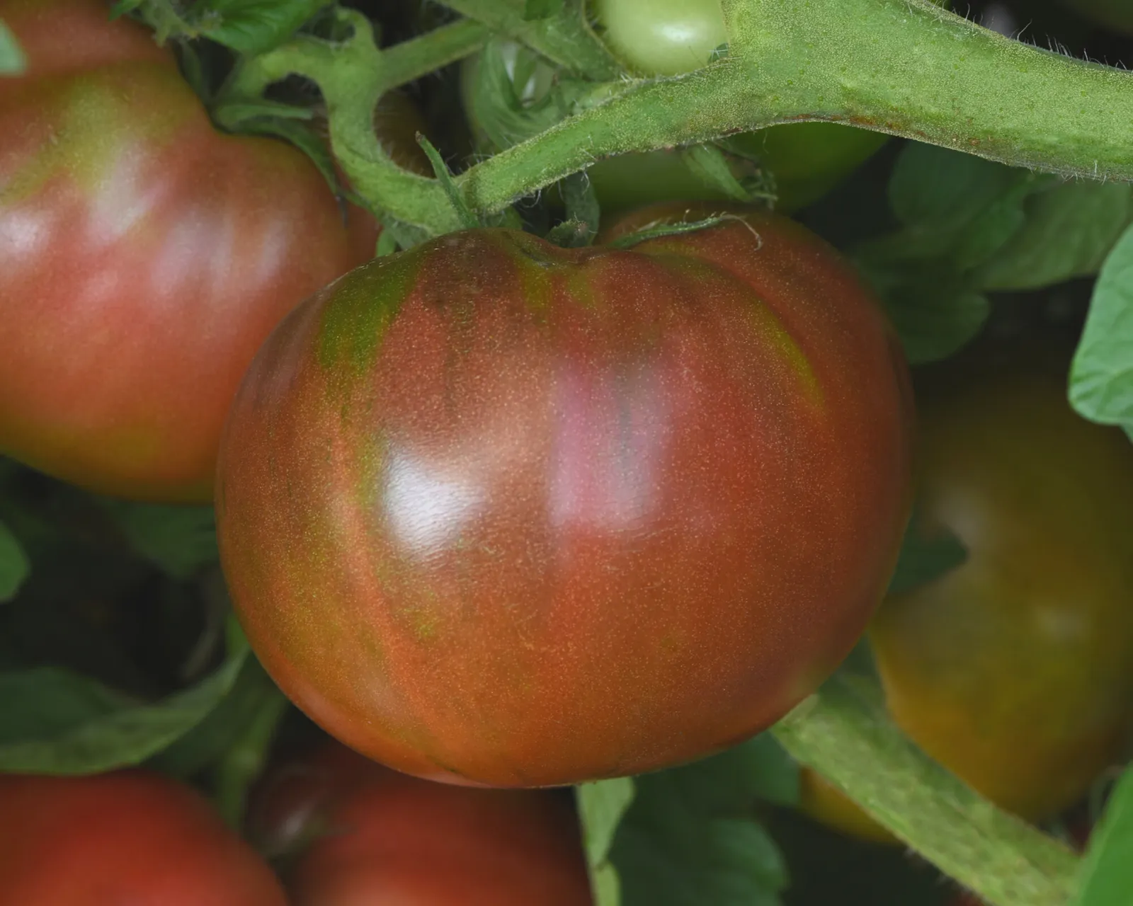 Darkstar Tomatoes