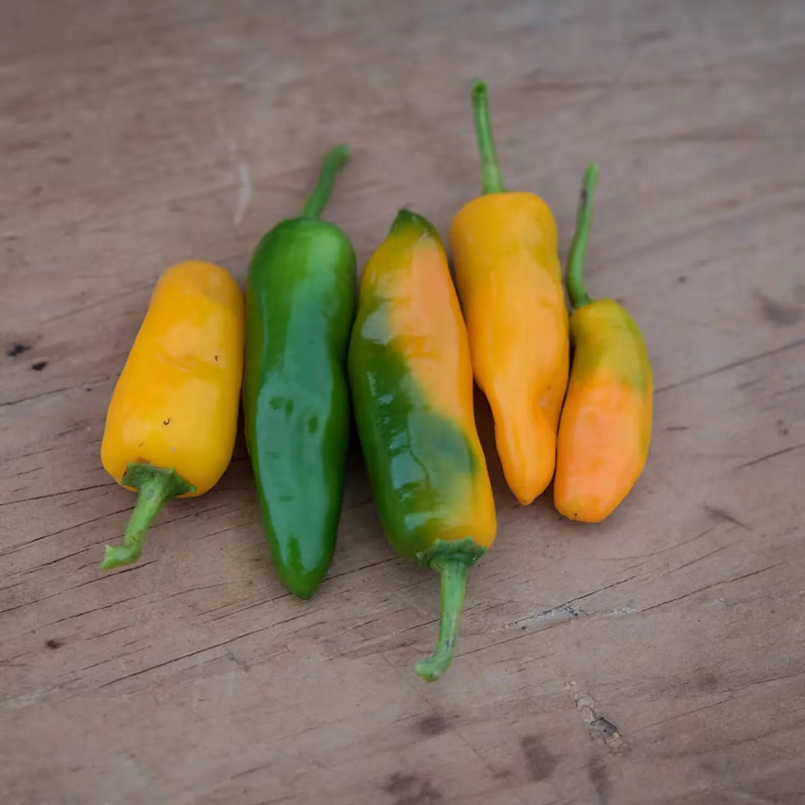 Datil Peppers